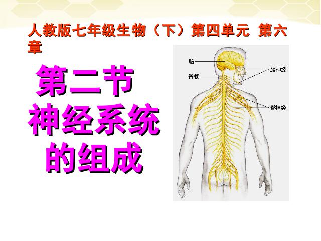 初一下册生物《4.6.2神经系统的组成》第1页