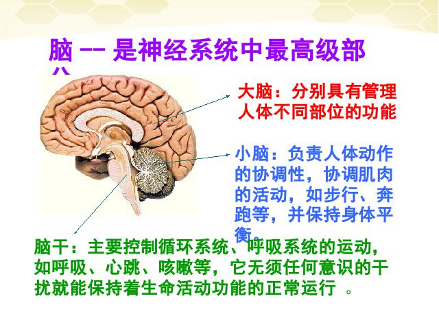 初一下册生物《4.6.2神经系统的组成》第10页