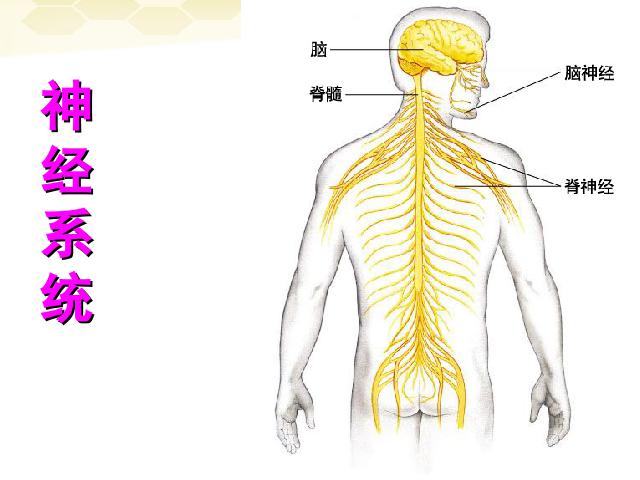 初一下册生物《4.6.2神经系统的组成》第6页