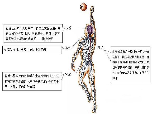 初一下册生物《4.6.2神经系统的组成》第7页