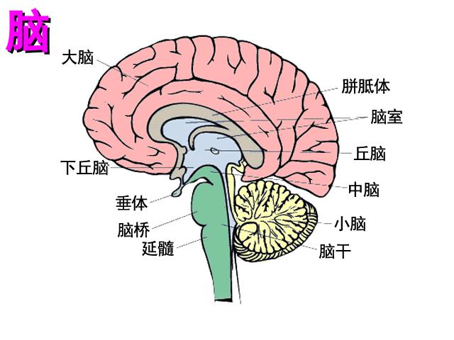 初一下册生物《4.6.2神经系统的组成》第9页