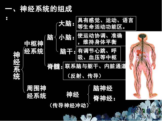 初一下册生物生物《4.6.2神经系统的组成》（）第2页