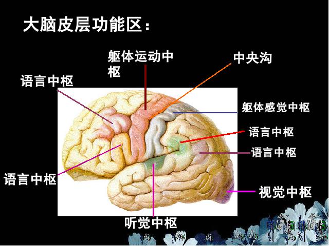 初一下册生物生物《4.6.2神经系统的组成》（）第4页