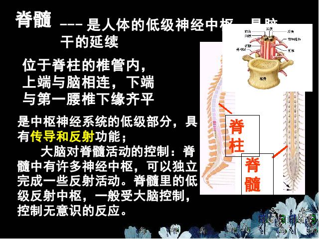 初一下册生物生物《4.6.2神经系统的组成》（）第5页