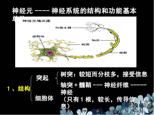 初一下册生物生物《4.6.2神经系统的组成》（）第7页