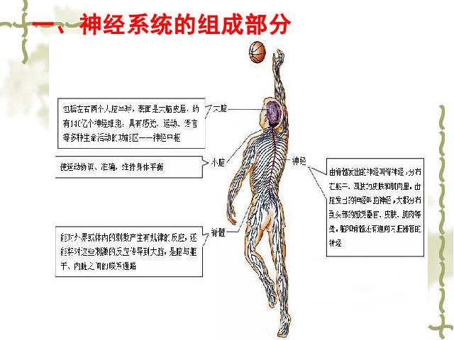 初一下册生物《4.6.2神经系统的组成》生物第8页