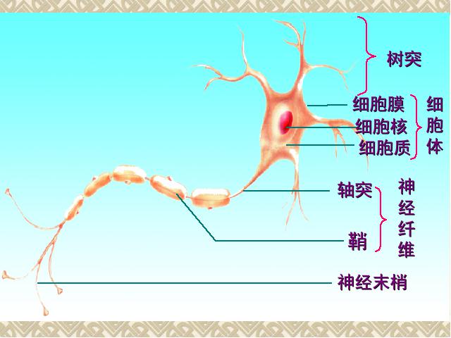 初一下册生物《4.6.2神经系统的组成》生物第10页