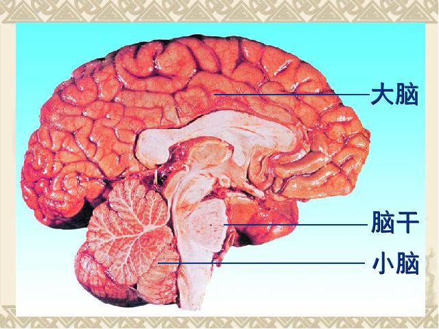 初一下册生物《4.6.2神经系统的组成》生物第5页