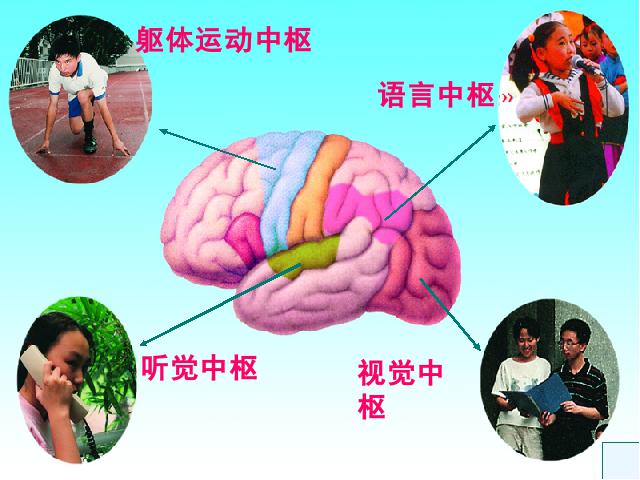 初一下册生物《4.6.2神经系统的组成》生物第7页