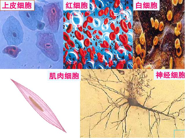 初一下册生物《4.6.2神经系统的组成》生物第9页