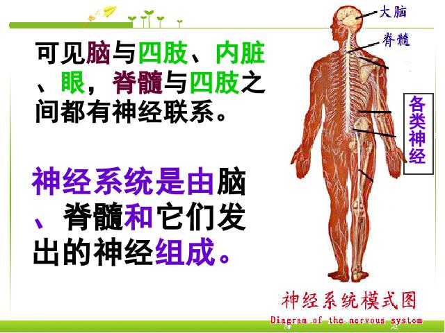 初一下册生物生物《4.6.2神经系统的组成》第9页