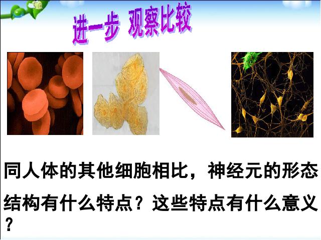 初一下册生物初中生物《4.6.2神经系统的组成》ppt课件下载第10页