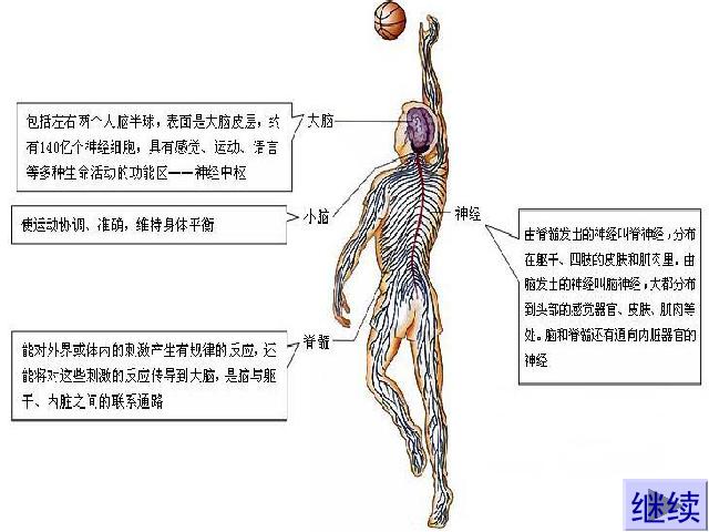 初一下册生物初中生物《4.6.2神经系统的组成》ppt课件下载第4页