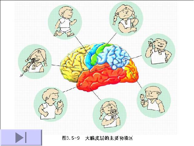 初一下册生物初中生物《4.6.2神经系统的组成》ppt课件下载第6页