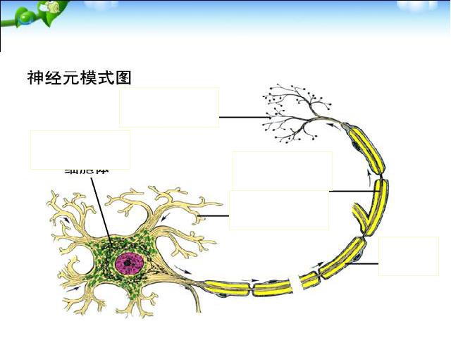 初一下册生物初中生物《4.6.2神经系统的组成》ppt课件下载第9页