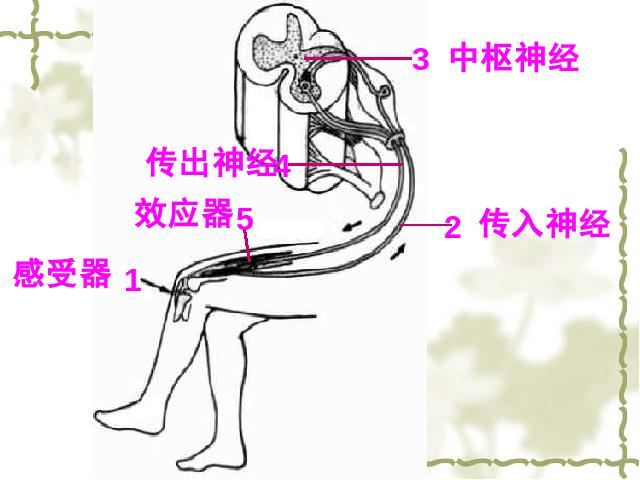 初一下册生物生物《4.6.3神经调节的基本方式》（）第9页