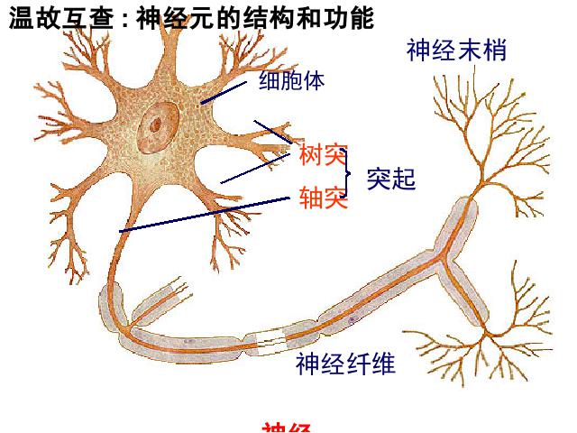 初一下册生物《4.6.3神经调节的基本方式》生物第1页