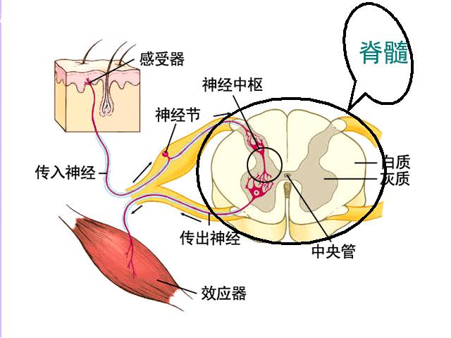 初一下册生物生物《4.6.3神经调节的基本方式》第10页