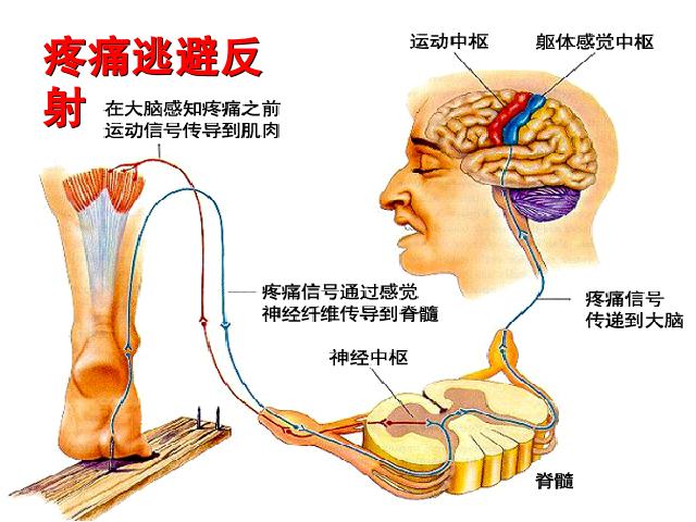 初一下册生物生物《4.6.3神经调节的基本方式》第7页