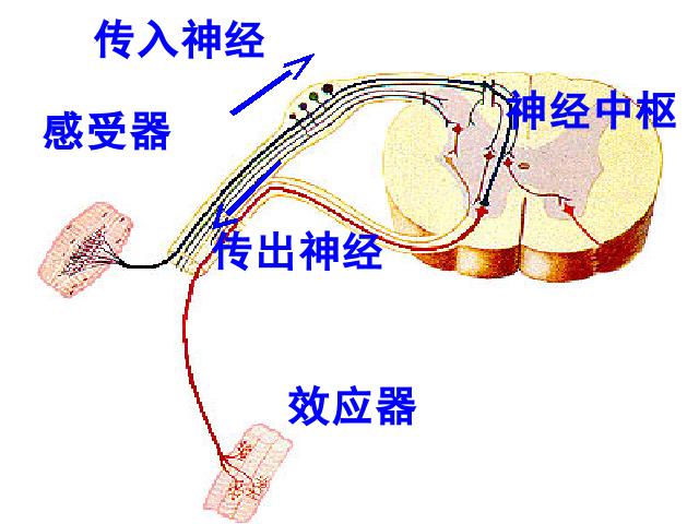 初一下册生物生物《4.6.3神经调节的基本方式》下载第10页