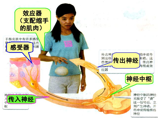 初一下册生物生物《4.6.3神经调节的基本方式》下载第7页