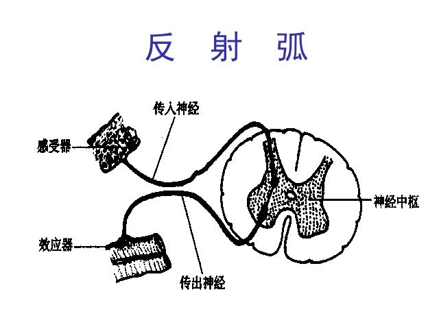 初一下册生物生物《4.6.3神经调节的基本方式》下载第9页