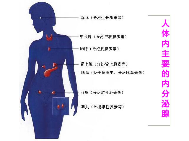 初一下册生物生物《4.6.4激素调节》第8页