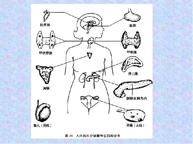 初一下册生物生物《4.6.4激素调节》第9页