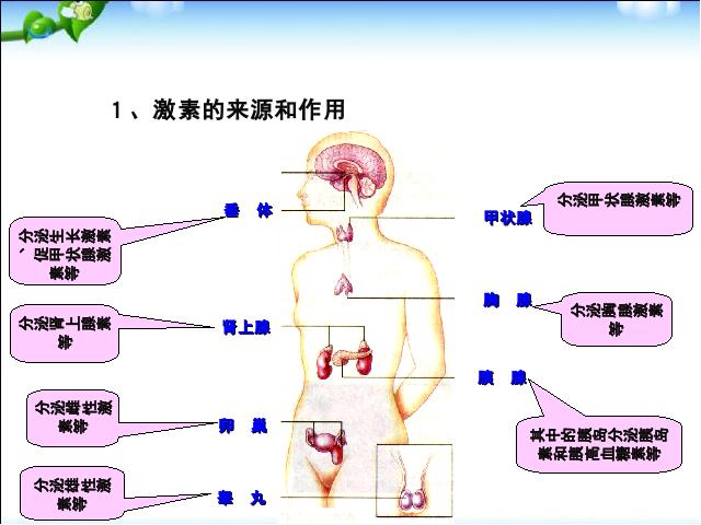 初一下册生物生物《4.6.4激素调节》（）第8页