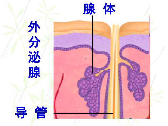 初一下册生物生物《4.6.4激素调节》（）第9页