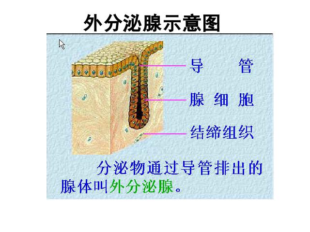 初一下册生物《4.6.4激素调节》生物第8页