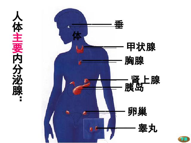 初一下册生物《4.6.4激素调节》生物第8页