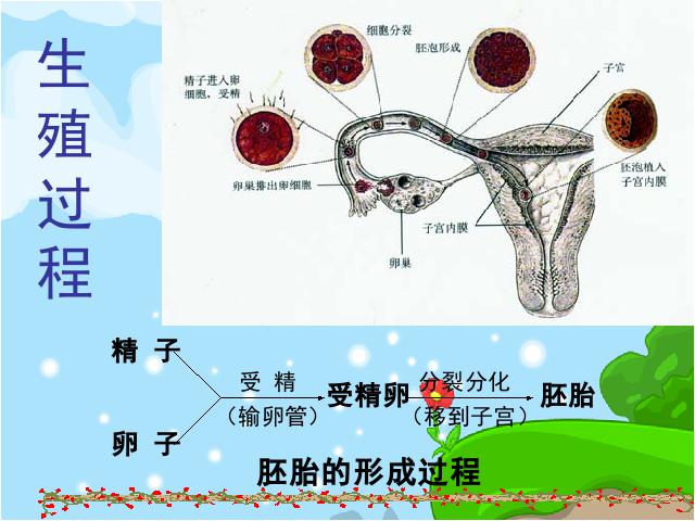 初一下册生物《总复习、复习资料》生物第7页