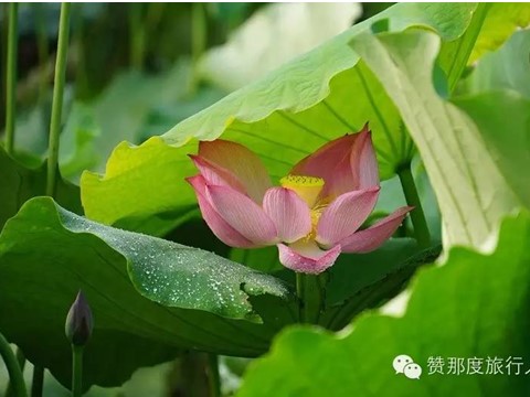 初二上册语文昆明的雨1第9页