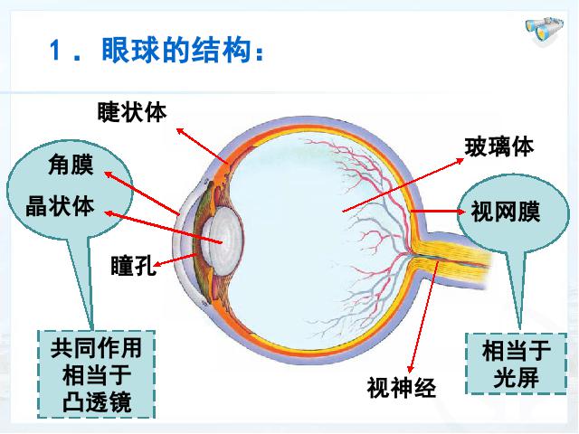 初二上册物理物理5.4眼睛和眼镜教研课第3页