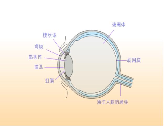 初二上册物理物理5.5显微镜和望远镜精品第4页