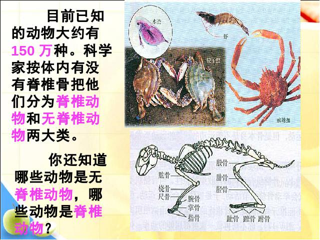 初二上册生物5.1.1腔肠动物和扁形动物PPT教学自制课件(生物)第2页