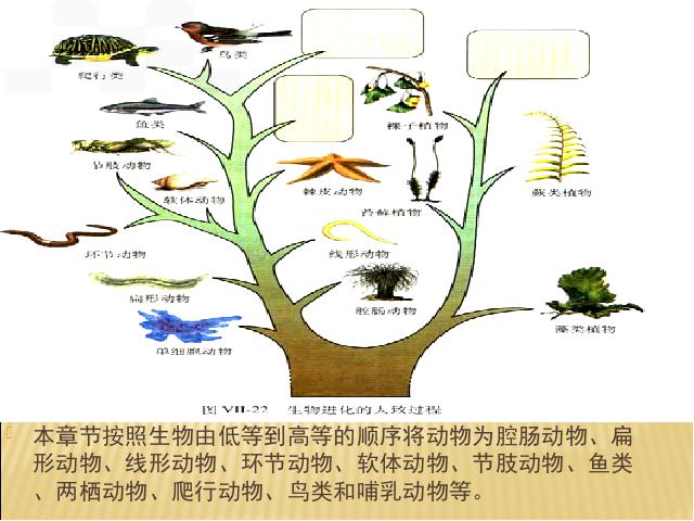 初二上册生物生物5.1.1腔肠动物和扁形动物优秀获奖第2页