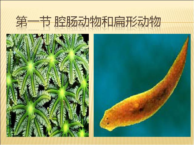 初二上册生物生物5.1.1腔肠动物和扁形动物优秀获奖第3页