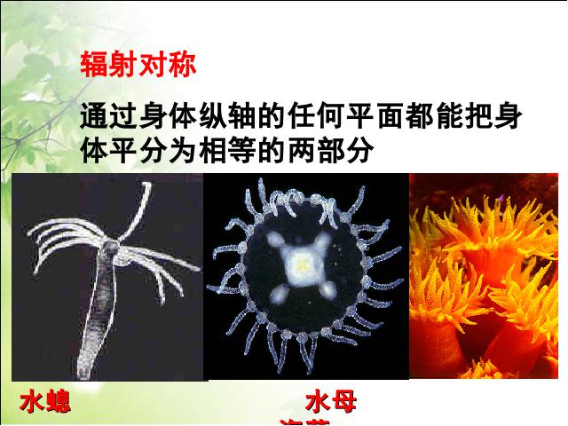 初二上册生物生物5.1.1腔肠动物和扁形动物ppt比赛获奖教学课件第6页