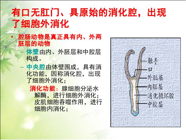 初二上册生物生物5.1.1腔肠动物和扁形动物ppt比赛获奖教学课件第7页