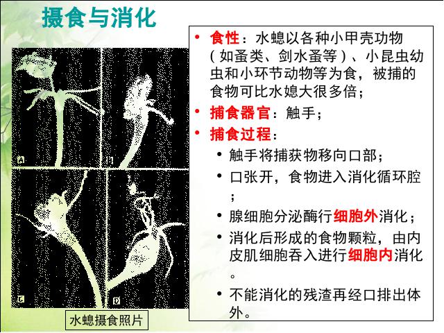 初二上册生物生物5.1.1腔肠动物和扁形动物ppt比赛获奖教学课件第8页