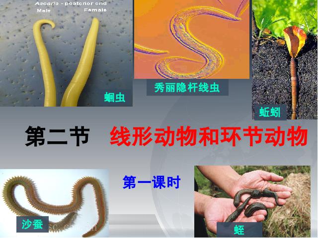 初二上册生物生物5.1.2线形动物和环节动物优质课第1页