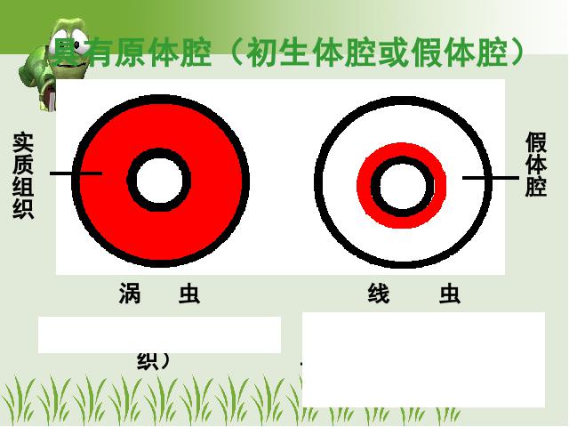 初二上册生物5.1.2线形动物和环节动物生物公开课第7页