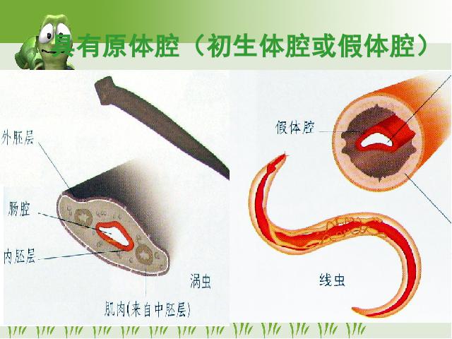 初二上册生物5.1.2线形动物和环节动物生物公开课第8页