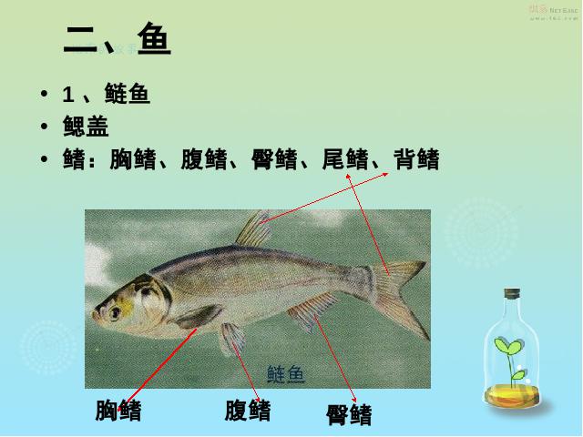 初二上册生物5.1.4鱼生物公开课第3页