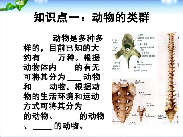 初二上册生物生物5.1.4鱼ppt比赛获奖教学课件第2页