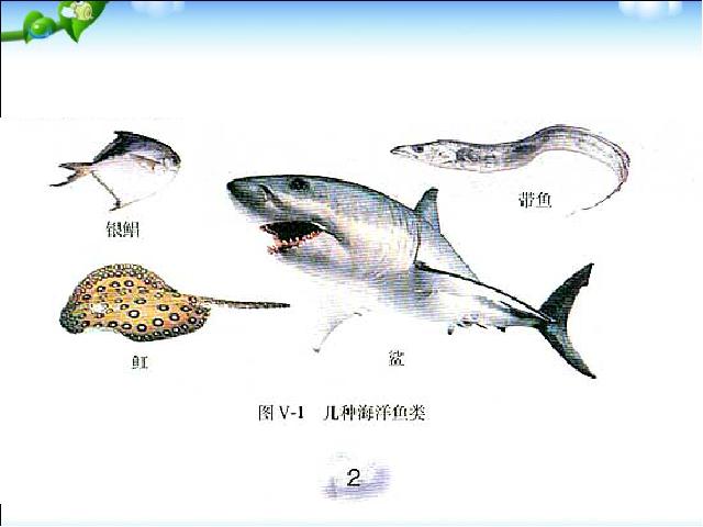 初二上册生物生物5.1.4鱼ppt比赛获奖教学课件第5页