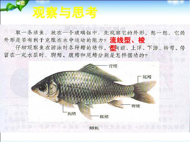 初二上册生物生物5.1.4鱼ppt比赛获奖教学课件第6页
