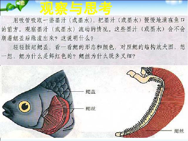 初二上册生物生物5.1.4鱼ppt比赛获奖教学课件第9页